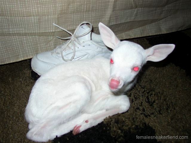 albinodeer